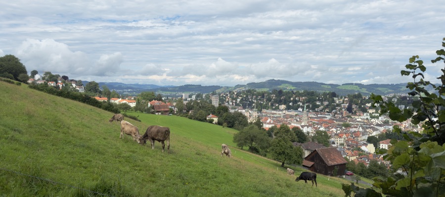 View of a mountain top over the valley of St. Gallen, Switzerland, featuring some cows in the foreground